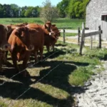La Ferme De Kerpohan Gite Questembert Galerie 12