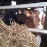 La Ferme De Kerpohan Gite Questembert Galerie 2