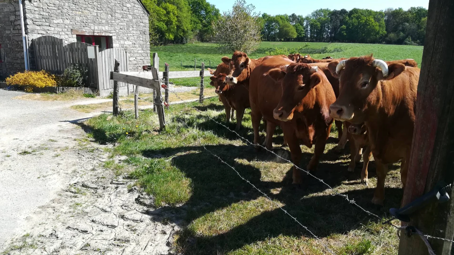 La Ferme De Kerpohan Gite Questembert Notre Exploitation Laitiere 1