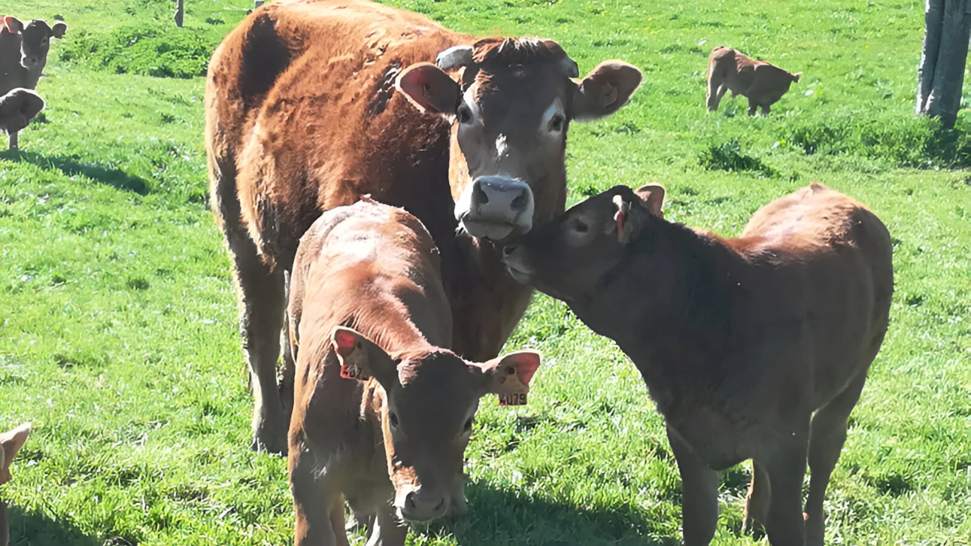 La Ferme De Kerpohan Gite Questembert Notre Vente Directe De Colis De Boeuf